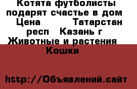 Котята футболисты подарят счастье в дом! › Цена ­ 100 - Татарстан респ., Казань г. Животные и растения » Кошки   